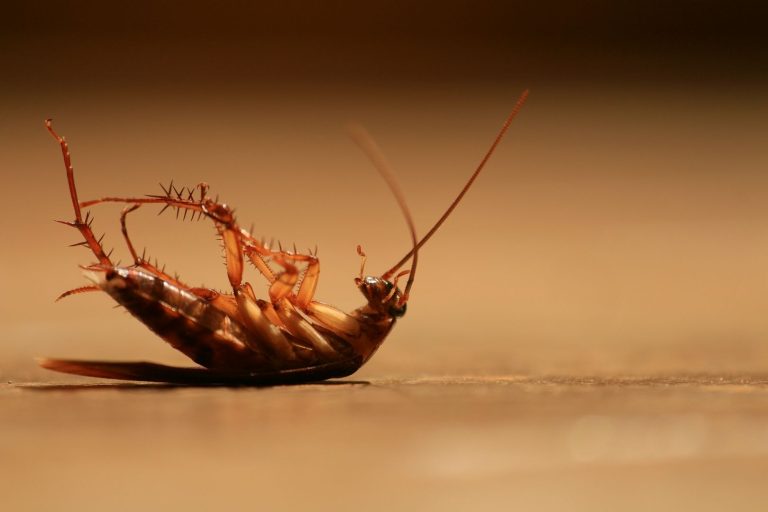 ¿Cómo eliminar los huevos de cucaracha?
