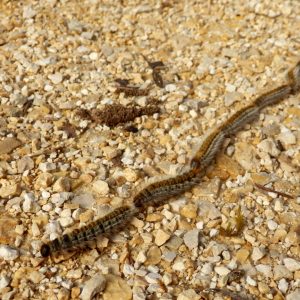 Oruga procesionaria: por qué es peligrosa, síntomas y qué hacer si hay contacto