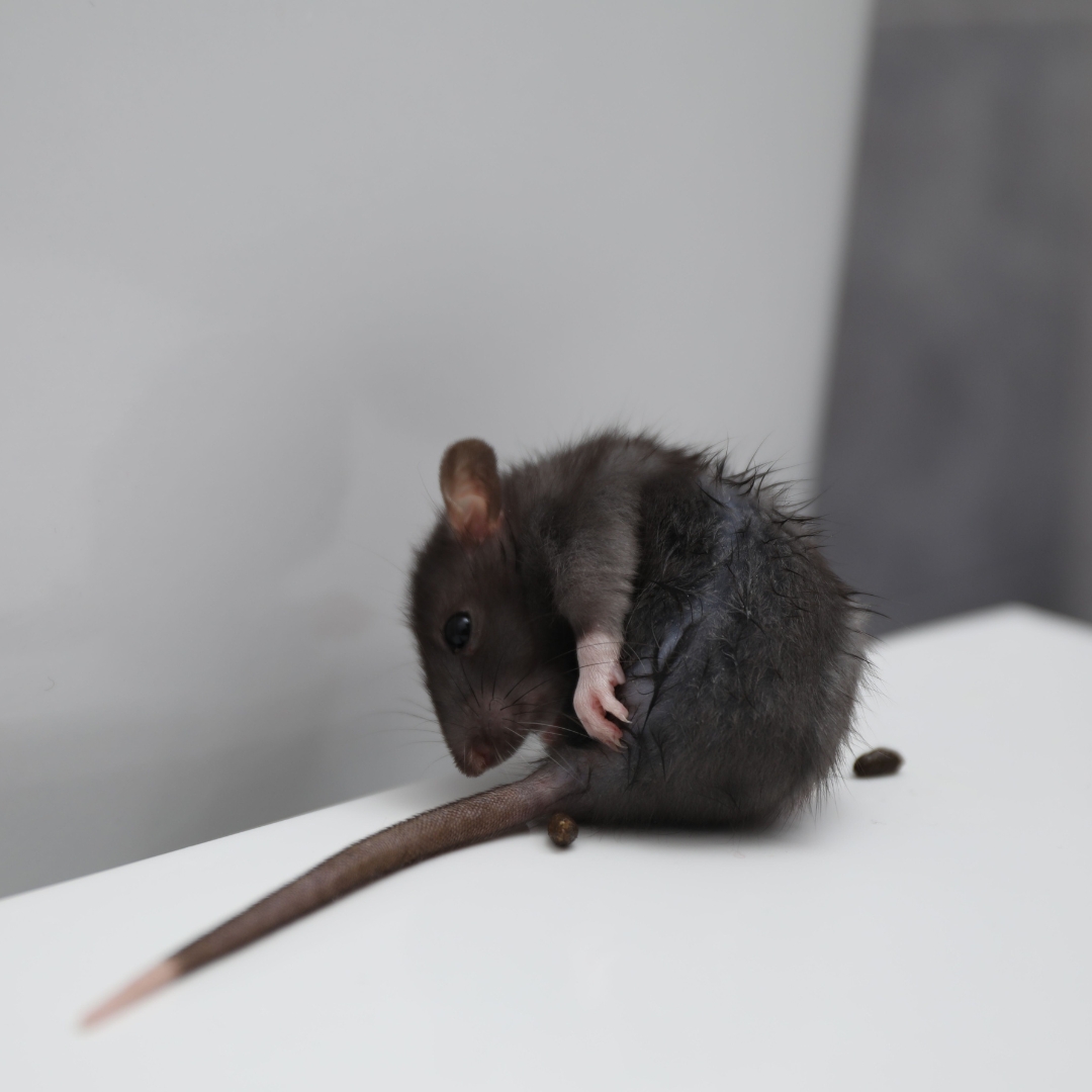 Excrementos de plagas de ratones