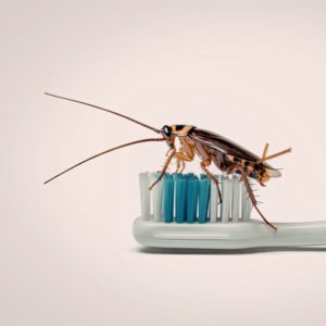 Cucaracha encima de un cepillo de dientes