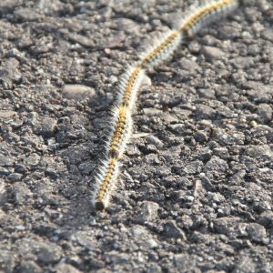 Orugas procesionarias