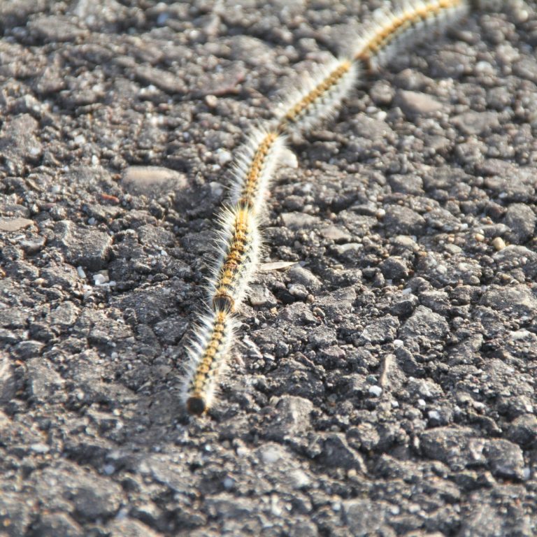 Orugas procesionarias